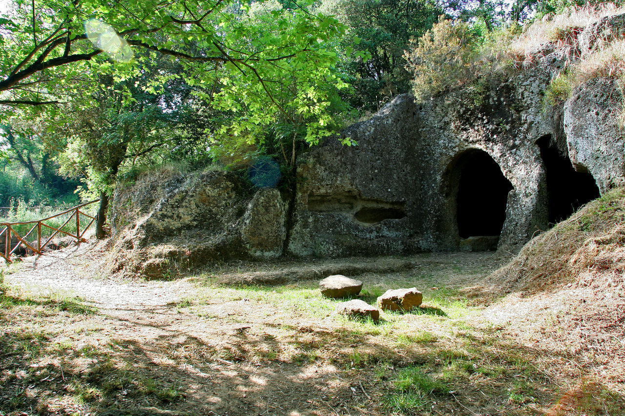 DOG AMIDST ROCKS IN FOREST