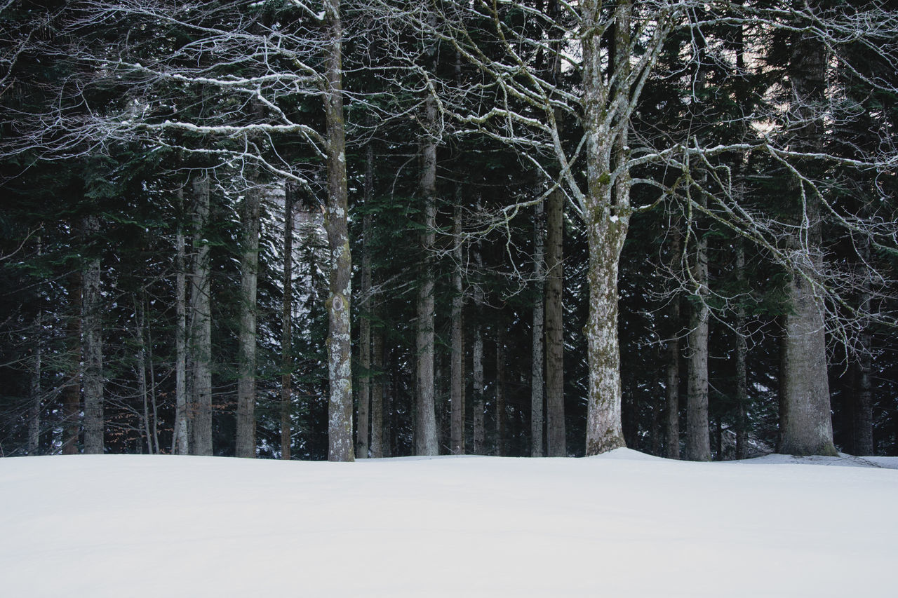 TREES IN SNOW COVERED FOREST