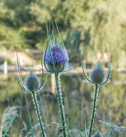 Close-up of purple thistle flowers on field
