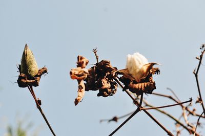 Close-up of wilted flowers against clear sky