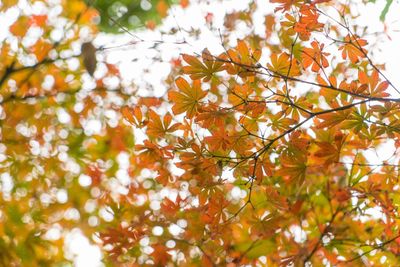 Low angle view of tree during autumn