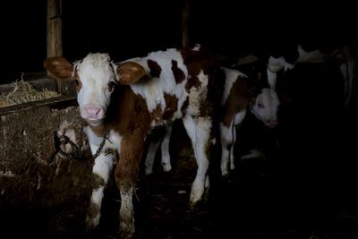 Portrait of cow standing in shed