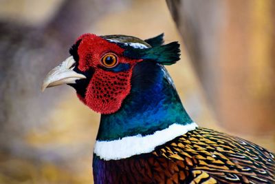 Ringneck pheasant