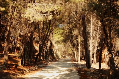Road amidst trees in forest