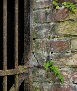 Plant growing on brick wall