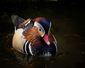 Close-up of duck swimming in lake