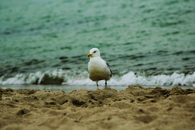 Seagull perching on a beach