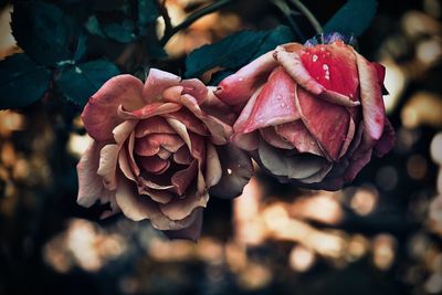 Close-up of wilted rose