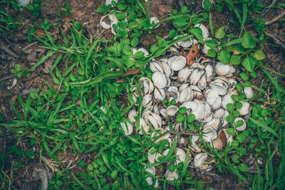 High angle view of mushrooms growing on field