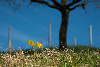 Low angle view of flower plants on field against sky