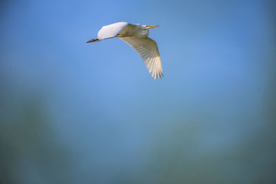 Low angle view of bird flying