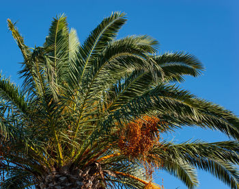 Royal palm with blue sky in the background