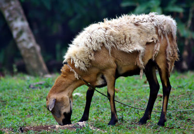 Sheep grazing in pasture