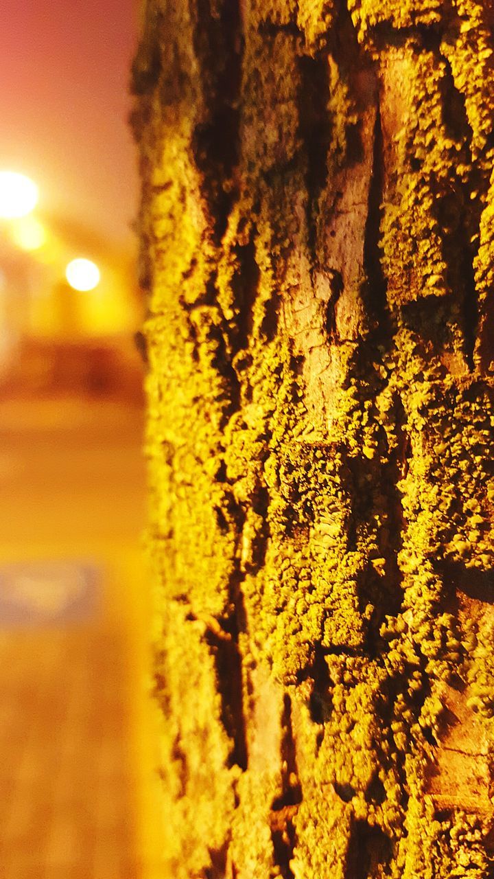 yellow, tree, illuminated, nature, selective focus, sunlight, orange color, outdoors, textured, beauty in nature, tranquility, growth, focus on foreground, no people, close-up, night, lens flare, scenics, light - natural phenomenon