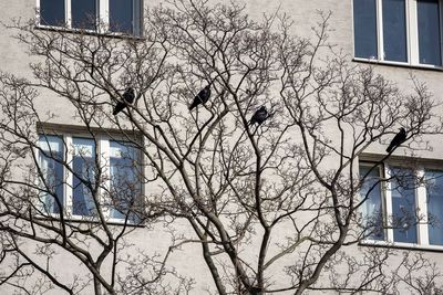 Low angle view of bare tree and building against sky