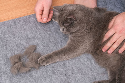 Cropped hand of woman with dog