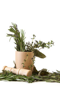 Close-up of potted plant against white background