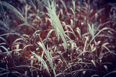 Close-up of dry plants on field during winter