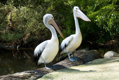 White heron in the lake