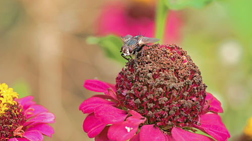 Close-up of butterfly pollinating on pink flower