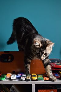 Close-up of cat sitting on table