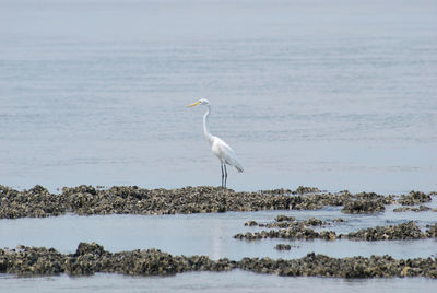 View of a bird on beach