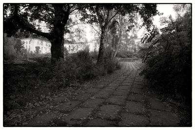 Footpath amidst trees