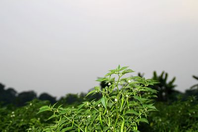 Close-up of plant against clear sky