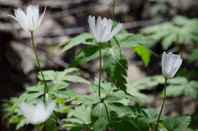 Close-up of white flowering plant