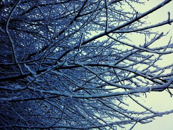 Low angle view of bare trees against sky