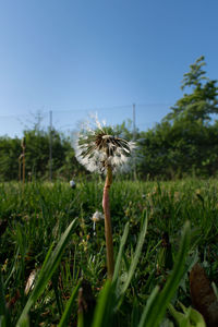 Close-up of dandelion on field against clear sky