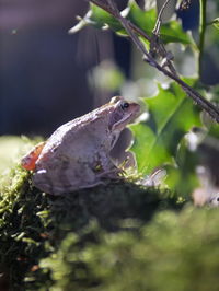 Close-up of frog on plant