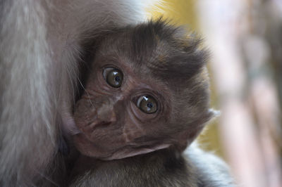 Close-up of monkey looking away