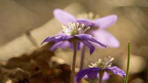 Close-up of purple crocus flowers