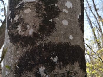 Close-up of tree trunk in forest