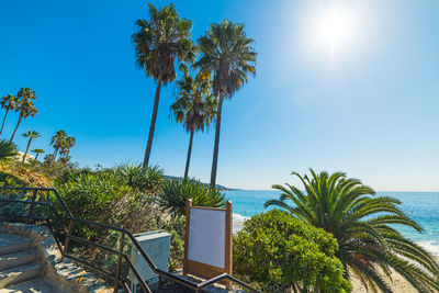 Palm trees by swimming pool against sky