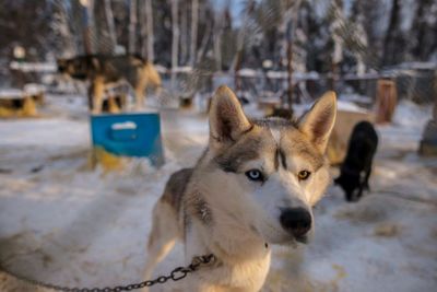 Portrait of dog on snow