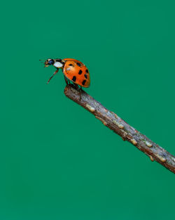 Close-up of ladybug on leaf