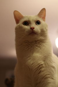 Close-up portrait of cat