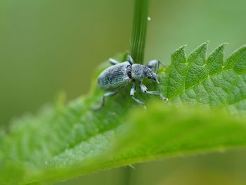 Close-up of insect on leaf