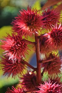 Close-up of red flowers