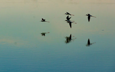 Birds flying over lake