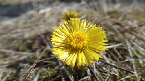 Close-up of yellow flower blooming outdoors