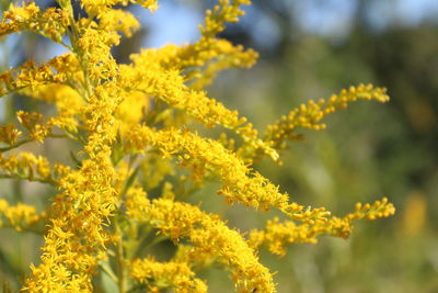 Close-up of yellow flowering plant