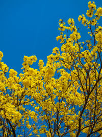 Low angle view of flowering plants against blue sky