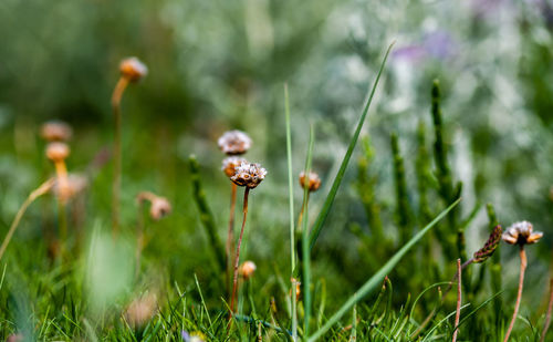 Close-up of flowering plant on field