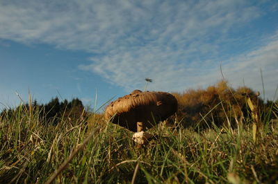 Close-up of mushroom on field against sky