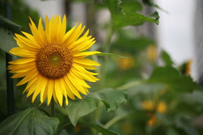 Close-up of yellow sunflower