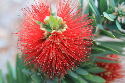 Close-up of red flower