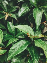Close-up of insect on plant